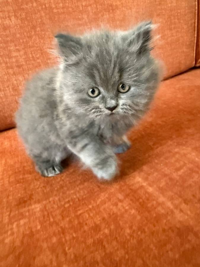 2 AYLIK BRITISH LONGHAIR 