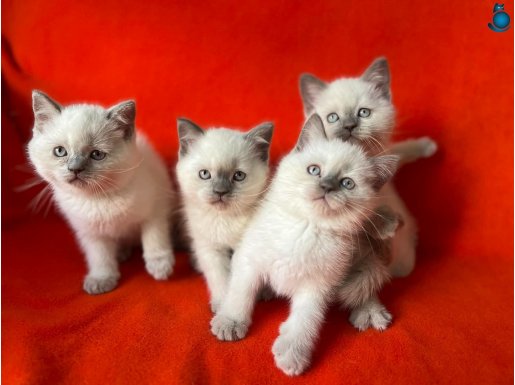MUHTEŞEM GENETİK MAVİ GÖZ SAF KAN BRTİSH SHORTHAİR BEBEKLER 