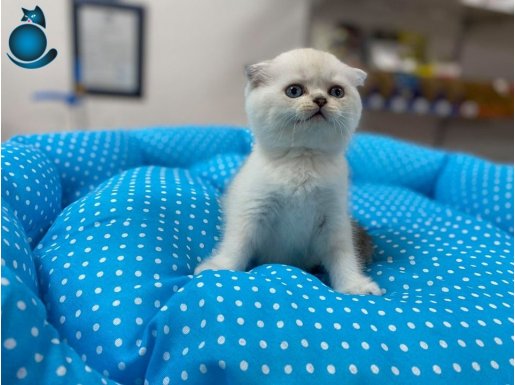 BÜYÜLEYİCİ GÜZELLİKTE NADİR SİLVER POİNT SCOTTİŞ FOLD 