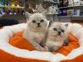 ORJİNAL NADİR RENK MAVİ GÖZLÜ LYNX POİNT BRİTİSH SHORTHAİR