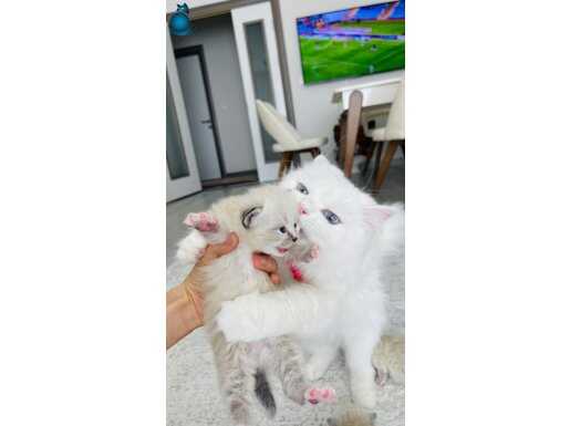 Mavi göz Orijinal British Longhair yavrular 