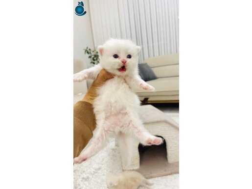 +A Kalite British Longhair CY1133 Yavrular 
