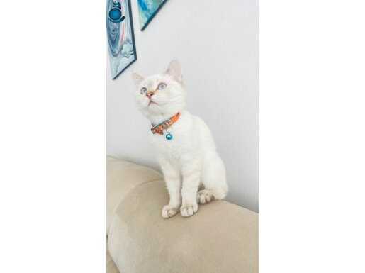 Mavi Boncuklu British Shorthair Golden Point Yavrumuz