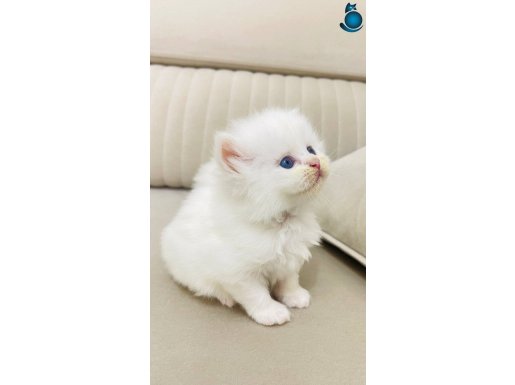 British Longhair cy1133 Biblo Efsane Yavrular