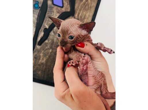 +A Kalite Sphynx (Sfenks) yavrularımız müsaittir