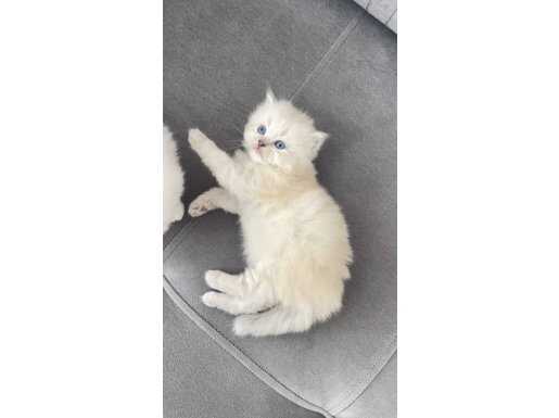 CY1133 British Yavrular 