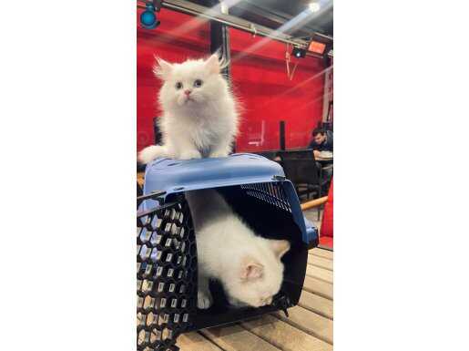 British Longhair golden point cy1133 