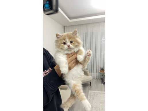 British Longhair white cream bicolor yavru 