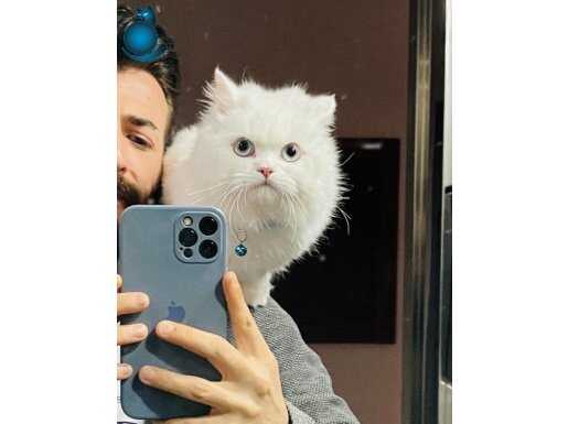 2 yaşında british longhair boncuk anne baba scrli 