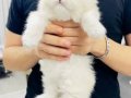 British Longhair cy 1133