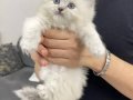 British Longhair cy 1133
