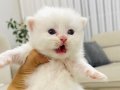 +A Kalite British Longhair CY1133 Yavrular 
