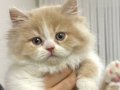 British Longhair white cream bicolor yavru 