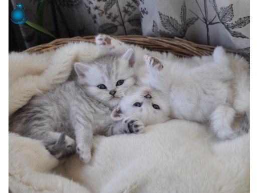 Safkan British Shorthair