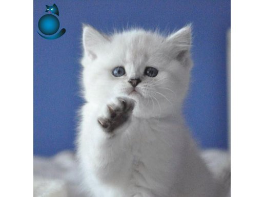 BRİTİSH SHORTHAİR SİLVER BYEAZ DİŞİ