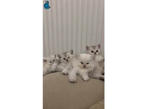 Silver British Shorhair