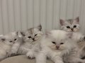Silver British Shorhair
