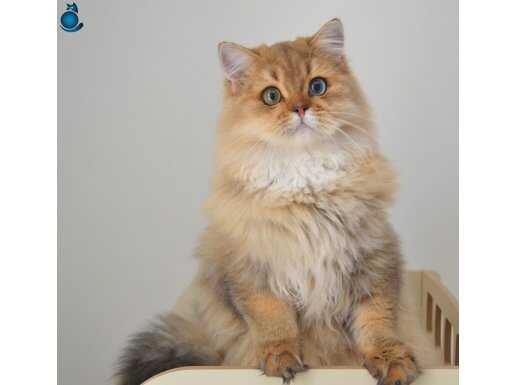 6 aylik kisir Britishshorthair