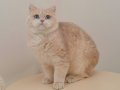 Britishlonghair ve britishshorthair 