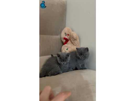 Son kalan iki ayı surat yavrumuz kaçırmayın