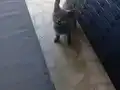 Ayı surat dişi yavru