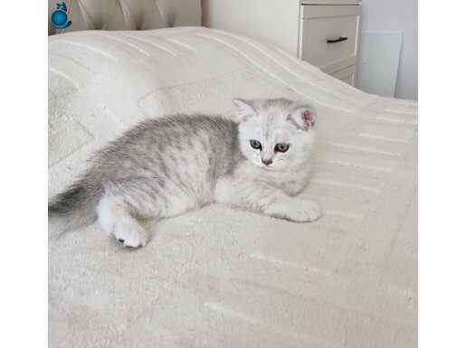 CHİNCHİLLA ANNE BRİTİSH BABADAN SİLVER YAVRULAR