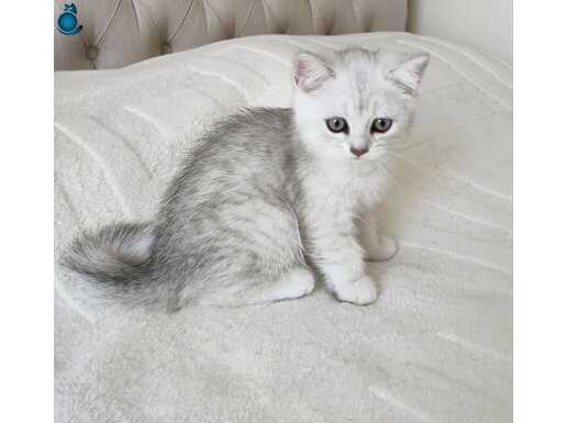 SILVER BRİTİSH SHORTHAİR 
