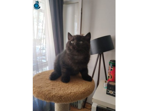 Siyah British Arayanlara En Orjinal Siyah