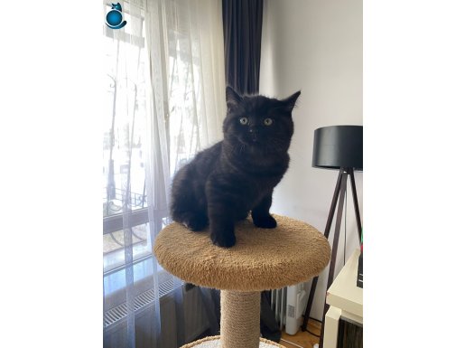 Hayatınızı Değiştirecek Güzellikte Yavrular