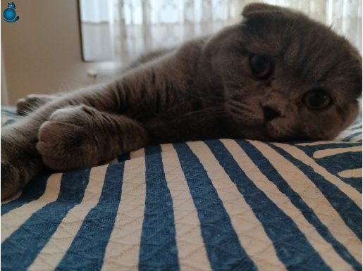 Ev ortamında Aşıları tam 7 aylık Scottish Fold Dişi ve Erkek