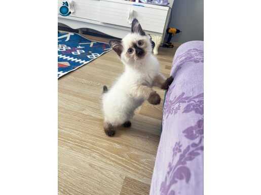 Minik Yavrular Yeni yuvalarina
