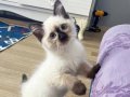 Minik Yavrular Yeni yuvalarina