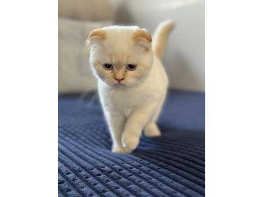 Kalpleri Eritecek Minik Sütlaç