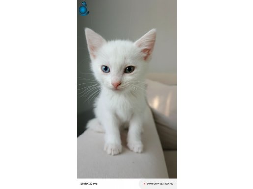 Masum bakışlı yavru yuvasını arıyor