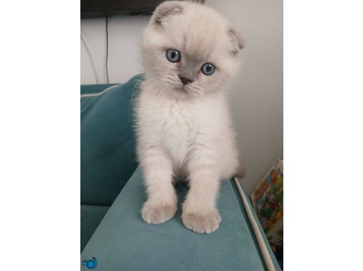 Top kafa bal surat scotish Bluepoınt 