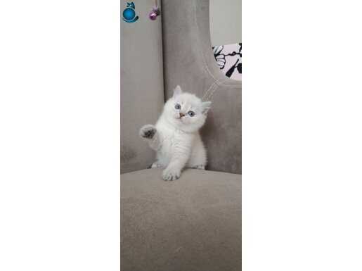 British blue point 