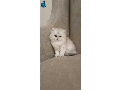 British long erkek (Anne baba full şecereli)