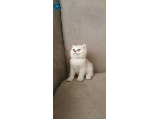 Full şecereli anne babadan british erkek 