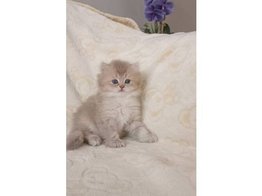 Full şecereli anne babadan British cy 11