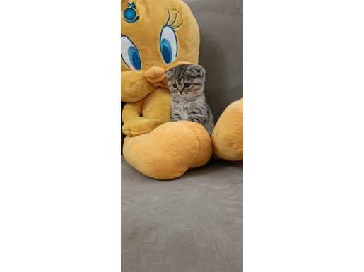 Full şecereli babadan Black Golden 