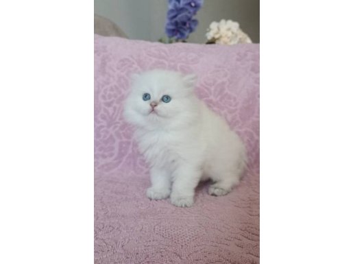 Ay1133 ve Cy11 kodlu Safkan British Yavrular 