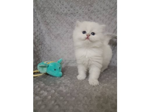 Full Şecereli Anne Babadan Ay1133