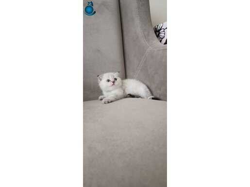 Scottish fold blue point
