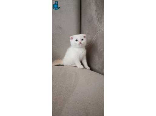 Scottish fold
