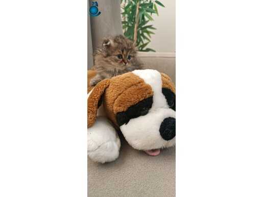 Full şecereli babadan Black golden yavrular