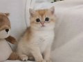 Full şecereli anne babadan safkan golden 
