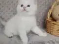 Şampiyon babadan safkan erkek