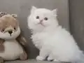 Pofuduk kardeşler 