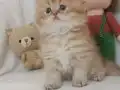 Pofuduk kardeşler 