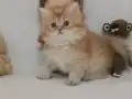 Pofuduk kardeşler 